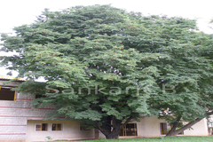 Tamarindus indica
